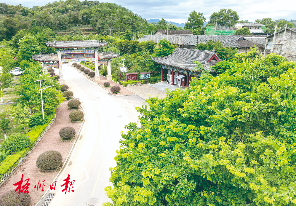 梧州全市生態(tài)茶園面積達(dá)33.34萬(wàn)畝！